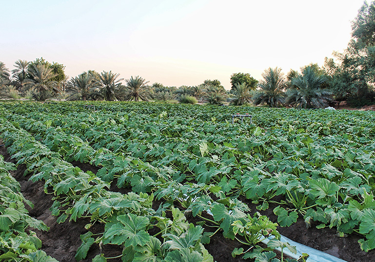 Organic Farmers Markets in Dubai